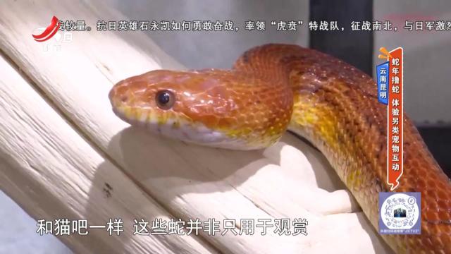 云南昆明：蛇年撸蛇 体验另类宠物互动