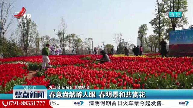 春意盎然醉人眼 春明景和共赏花