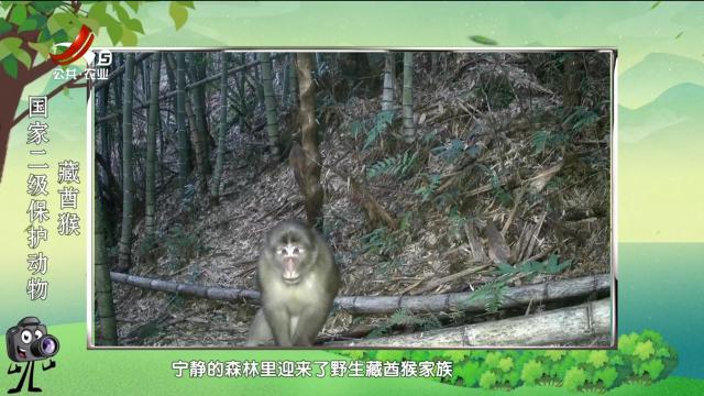 绿野秘踪20250305