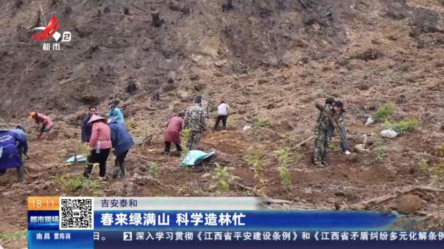 吉安泰和：春来绿满山 科学造林忙