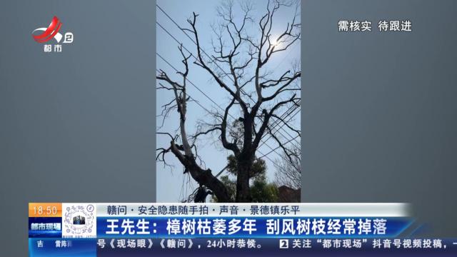 【赣问·安全隐患随手拍·声音·景德镇乐平】王先生：樟树枯萎多年 刮风树枝经常掉落