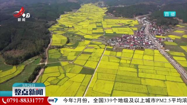【百花盛放春意浓】油菜花开正当时 “赏花经济”促增收