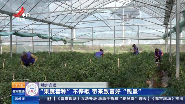赣州安远：“果蔬套种”不停歇 带来致富好“钱景”