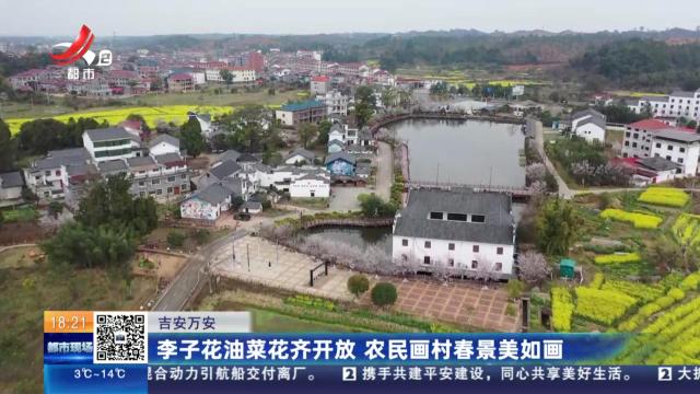吉安万安：李子花油菜花齐开放 农民画村春景美如画