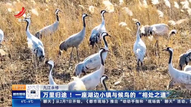 九江永修：万里归途！一座湖边小镇与候鸟的“相处之道”
