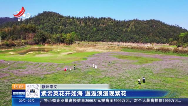 赣州崇义：紫云英花开如海 邂逅浪漫现繁花