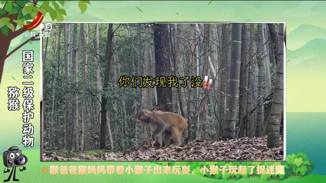 绿野秘踪20250329