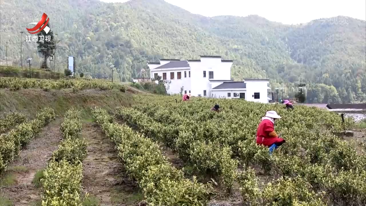 南丰：“特聘村主任”领跑 带动村民增收