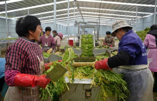 江西上高：“梅干菜”产业赋能乡村振兴