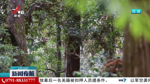 【保护古树名木 守护“绿色记忆”】《古树名木保护条例》施行 全国普查范围内古树名木超500万株