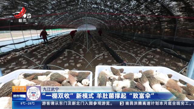九江武宁：“一棚双收”新模式 羊肚菌撑起“致富伞”