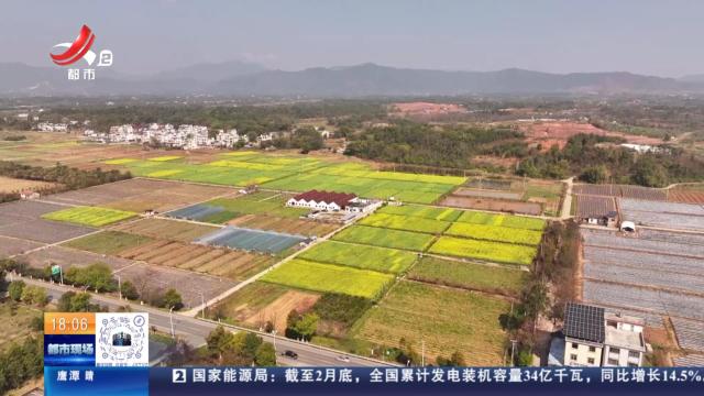 赣州大余：油菜花海绽放 激活乡村“花经济”