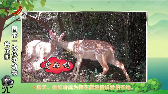 绿野秘踪20250303