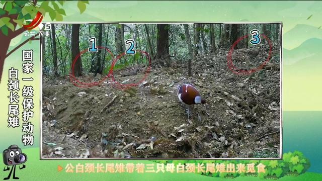 绿野秘踪20250314