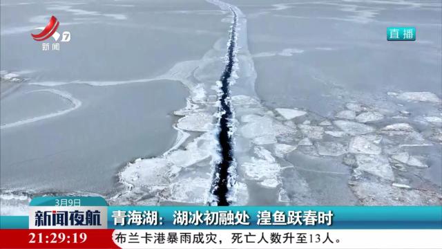 青海湖：湖冰初融处 湟鱼跃春时
