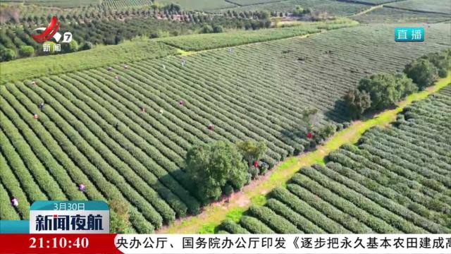 江西明前茶进入集中采摘期