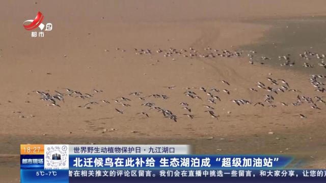 【世界野生动植物保护日】九江湖口：北迁候鸟在此补给 生态湖泊成“超级加油站”