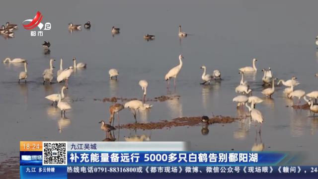 九江吴城：补充能量备远行 5000多只白鹤告别鄱阳湖