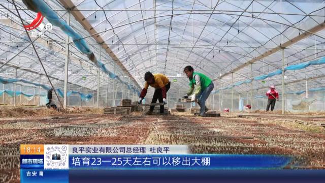 赣州安远：抓农时育早稻 科技助力稳丰收