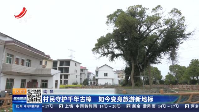 南昌：村民守护千年古樟 如今变身旅游新地标