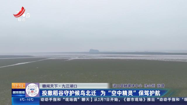 【赣闻天下】九江湖口：投撒稻谷守护候鸟北迁 为“空中精灵”保驾护航