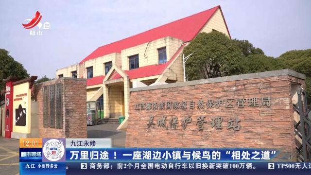 九江永修：万里归途！ 一座湖边小镇与候鸟的“相处之道”
