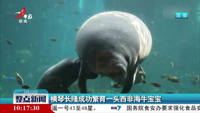 横琴长隆成功繁育一头西非海牛宝宝