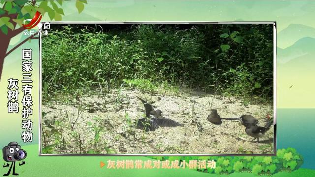 绿野秘踪20250321