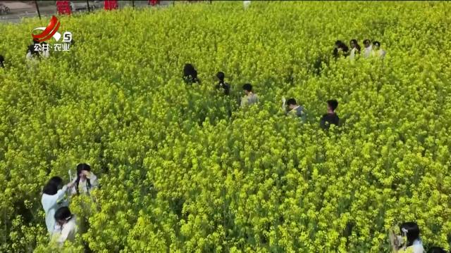 赣州于都：将课堂搬到大自然 种出“油菜花花海”