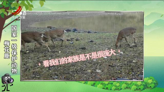 绿野秘踪20250304