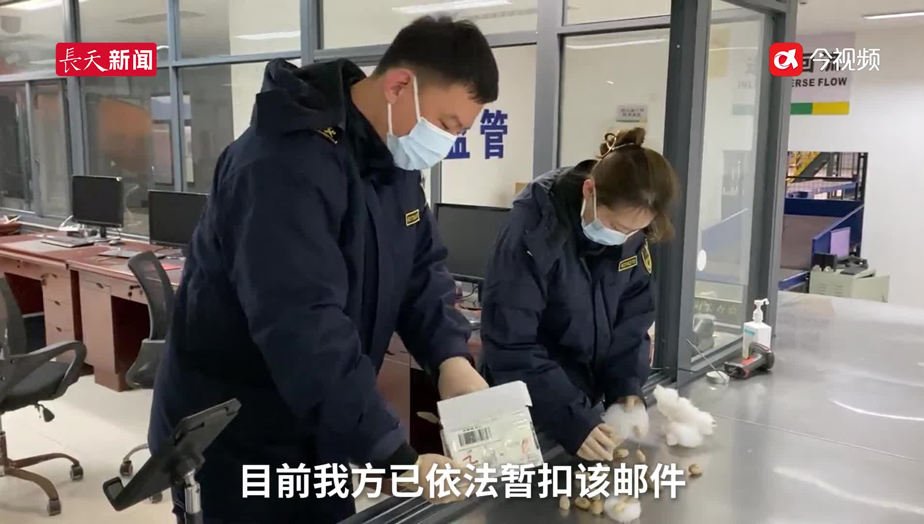 外来物种伪装入境，江西首截20个美洲野蚕虫卵