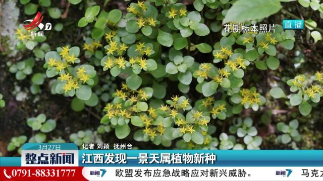 江西发现一景天属植物新种
