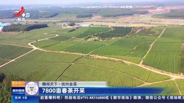 【赣闻天下】抚州金溪：7800亩春茶开采