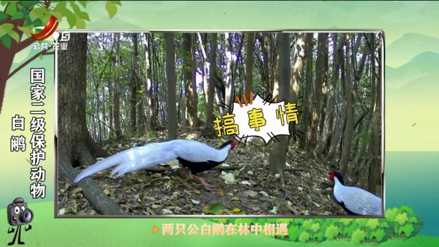 绿野秘踪20250331