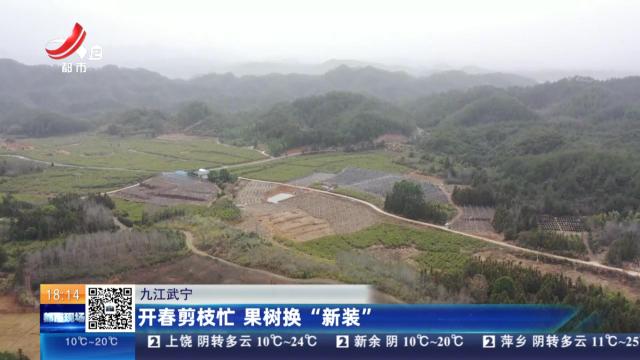 九江武宁：开春剪枝忙 果树换“新装”
