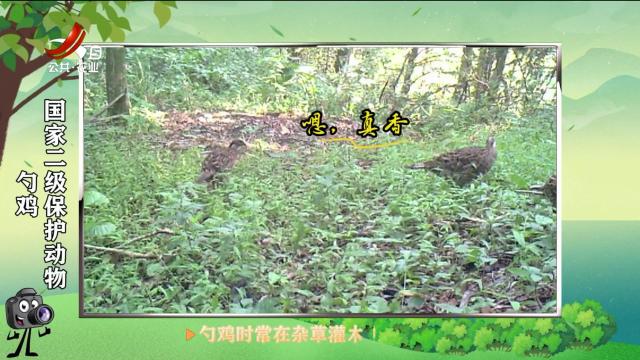 绿野秘踪20250326