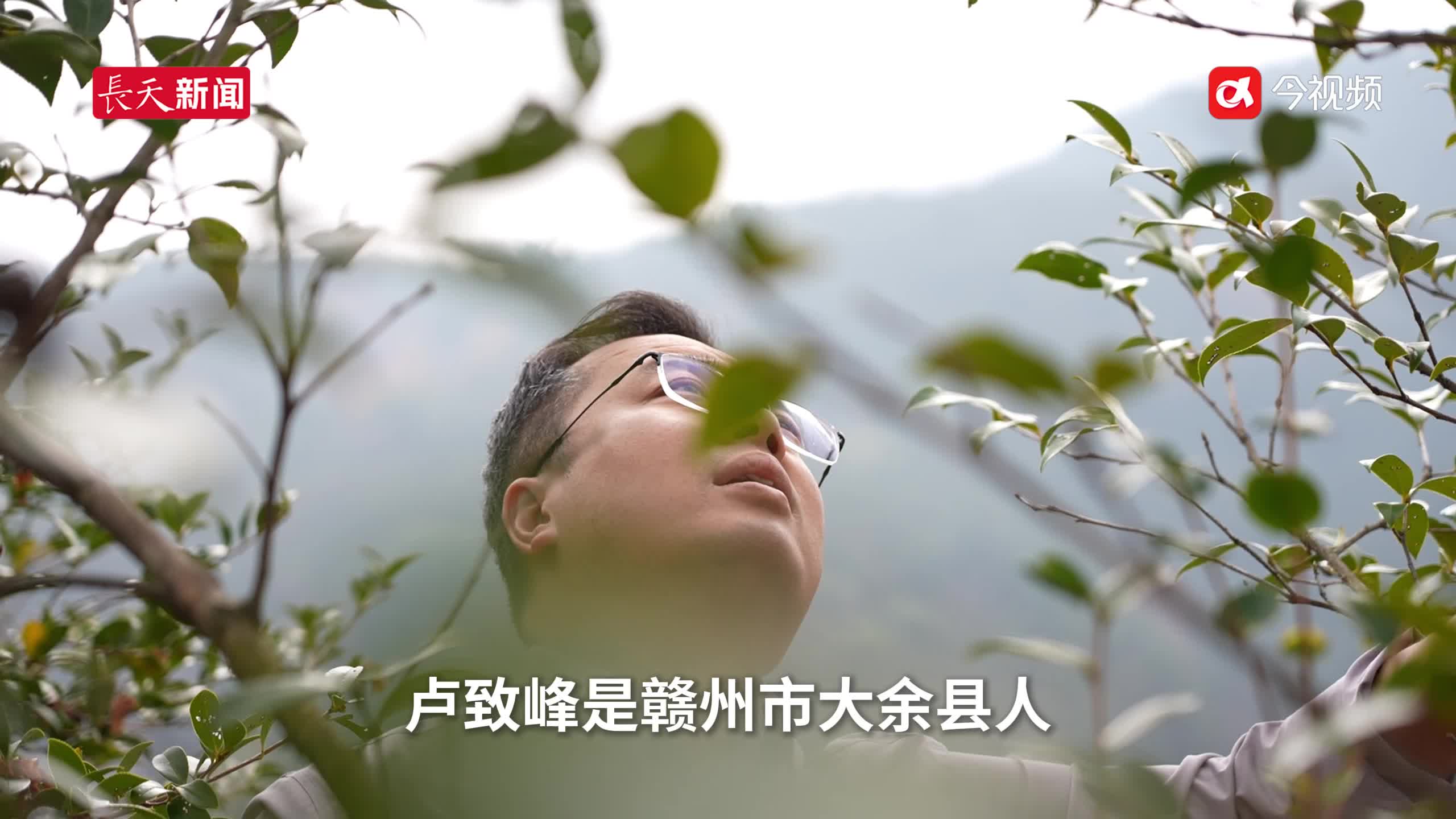油茶香飘千万岭