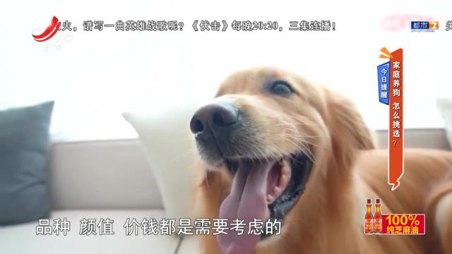 今日提醒：家庭养狗 怎么挑选？