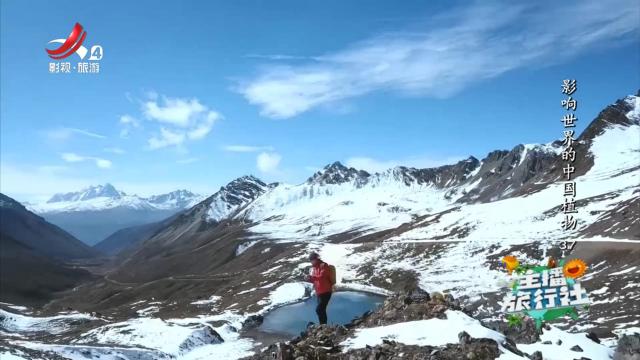 主播旅行社20250305 影响世界的中国植物37