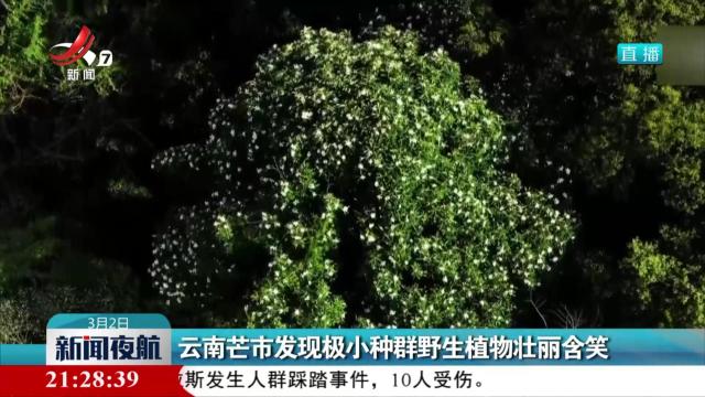 云南芒市发现极小种群野生植物壮丽含笑