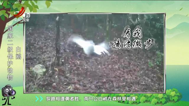 绿野秘踪20250308