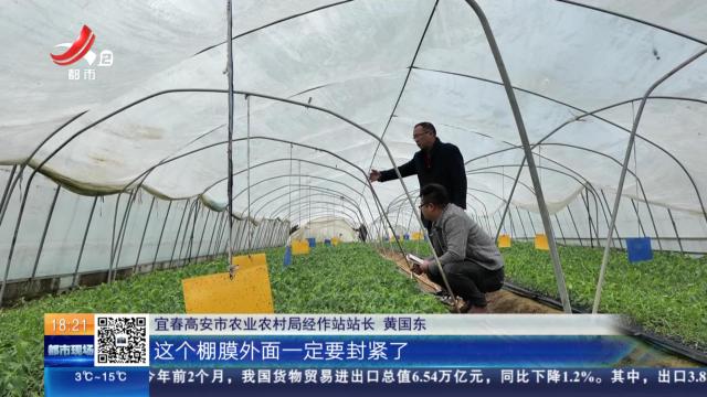 宜春高安：辣椒遭遇“倒春寒” 农技人员来帮忙