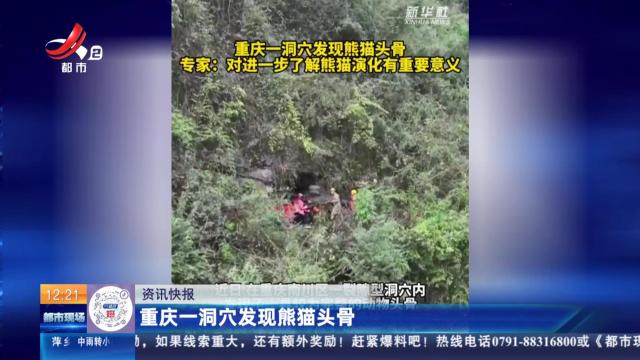 重庆一洞穴发现熊猫头骨