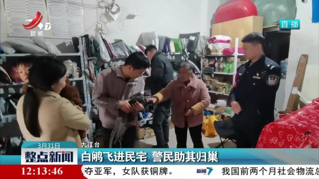 白鹇飞进民宅 警民助其归巢