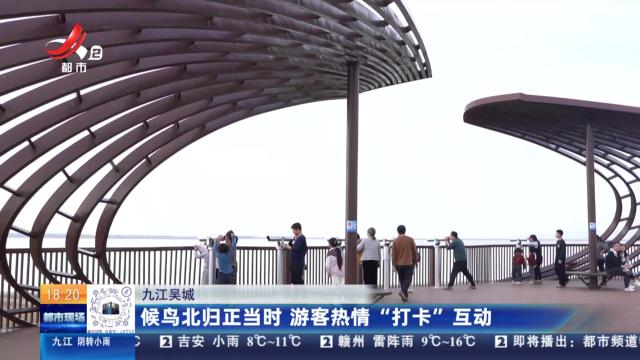 九江吴城：候鸟北归正当时 游客热情“打卡”互动
