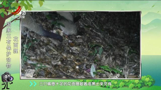 绿野秘踪20250309