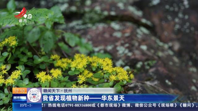 【赣闻天下】抚州：我省发现植物新种——华东景天