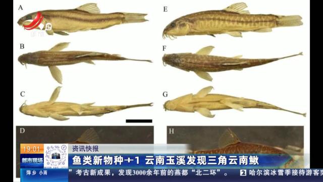 鱼类新物种+1 云南玉溪发现三角云南鳅