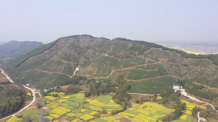 江西乐平：万亩白茶沁满山 千人采摘笑开颜