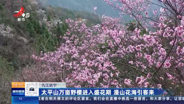 九江武宁：太平山万亩野樱进入盛花期 漫山花海引客来